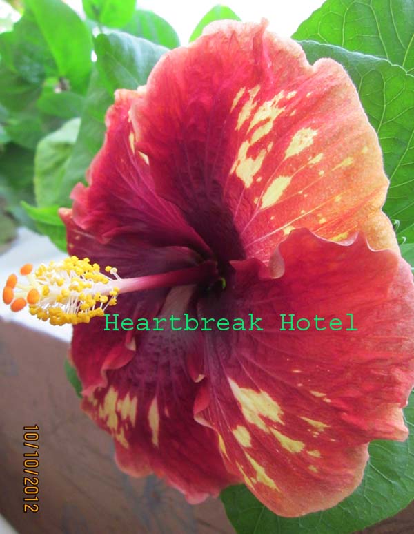  Heartbreak Hotel 
