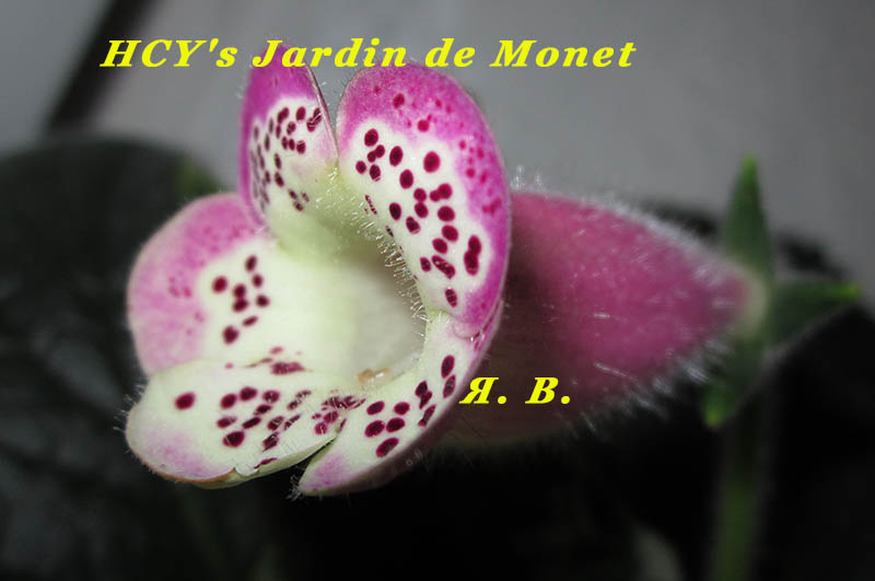  HCY's Jardin de Monet 