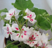 Пеларгония pac flower fairy white splafh