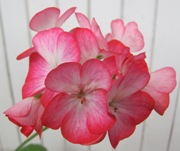 Пеларгония Ringo Rose Star
