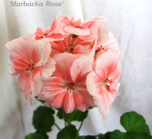  'Marbacka Rose' 