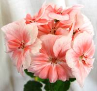 Пеларгония 'Marbacka Rose'