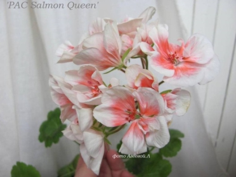  'PAC Salmon Queen' 