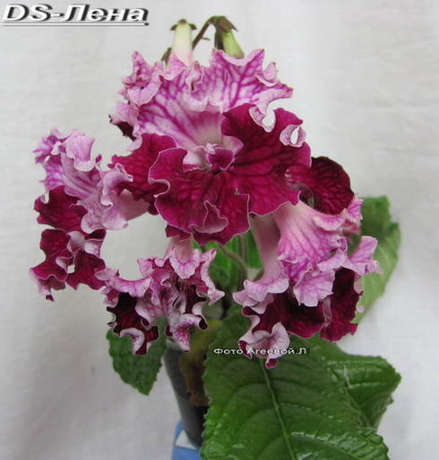  DS- 