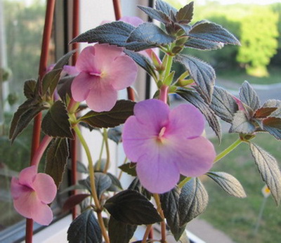  Peach Blossoms 