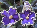 Фиалка РС-Зеленые Кораллы