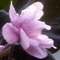 Фиалка Pink Tulip