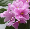 Фиалка Pink Amiss