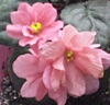 Фиалка Ramblin' Peach