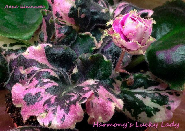  Harmony`s Lucky Lady 