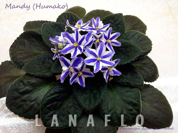  Humako Mandy 