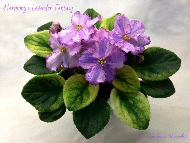  Harmony's Lavender Fantasy 