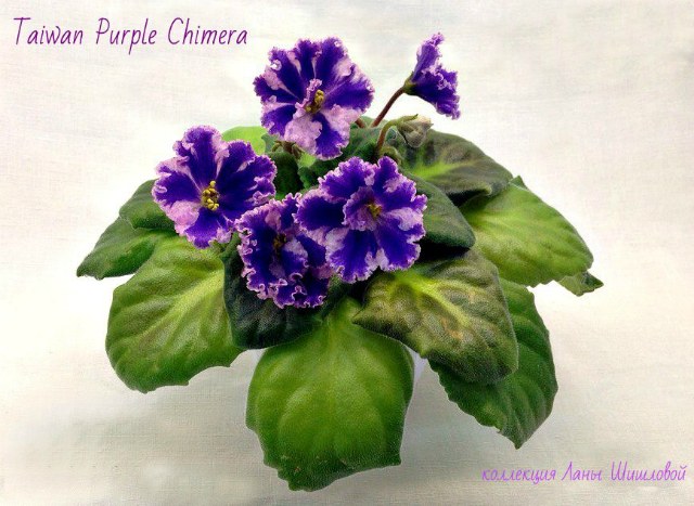  Taiwan Purple Chimera 