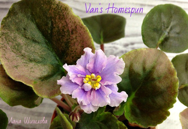  Van's Homespun 