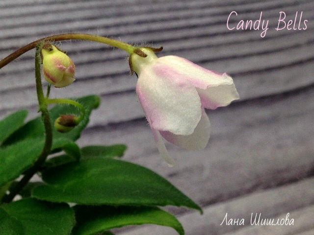  Candy Bells 