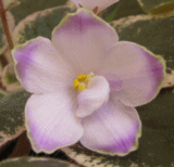 Фиалка Buckeye Sorcerer