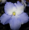 Фиалка Taffeta Blue
