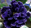 Фиалка Midnight Velvet