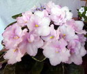 Фиалка Ma’s Silk Flower