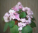 Фиалка Розовый Дым (Chanta-Iana )
