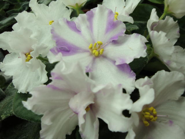  Buckeye Diamond Dust 