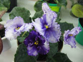 Фиалка Crystal Plum