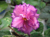 Фиалка Fredette's Risen Star