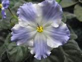 Фиалка Lyon's Lavender Magic