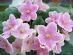 Фиалка Pink Amiss