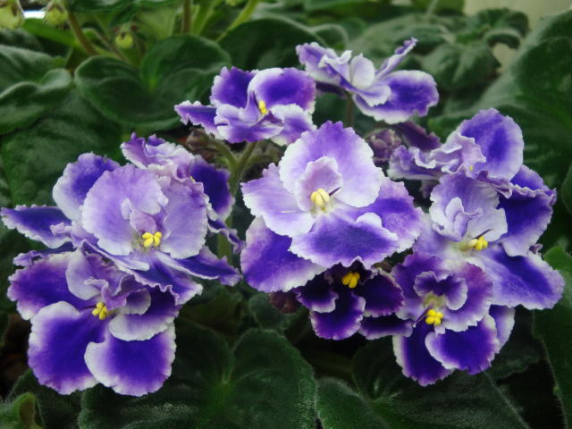  Raphsody Cora 