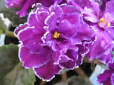 Фиалка Rainbows Lilac Frost