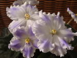 Фиалка Taffeta Blue