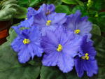 Фиалка Blue Beacon