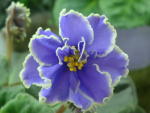 Фиалка Caribbean Blue
