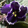 Фиалка Apache Midnight
