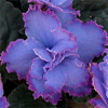 Фиалка Blue Dragon