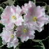 Фиалка Pink Sensation