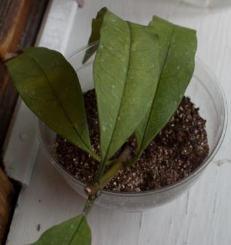  Multiflora Variegata 