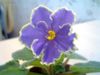 Фиалка Caribbean Blue (Lyndon Lyon Greenhouses/P. Sorano)