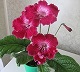 Стрептокарпус Barwa Indii
