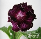 Стрептокарпус Dem-Цыганский Барон, 97