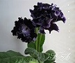 Стрептокарпус DS-Индиго