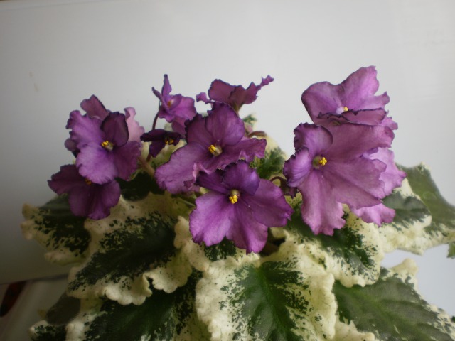  Ma's Grinning Grape 