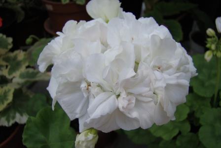  Gardenia 