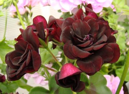  Royal Black Rose 