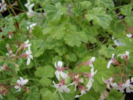  p. fragrans variegatum 