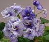 Фиалка Crystal Plum