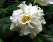 Фиалка Spring Rose