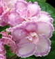 Фиалка Tomorrow's Pink Ice
