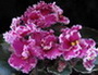 Фиалка Jolly Frills